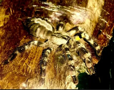 16008 regalis tarantula enclosure