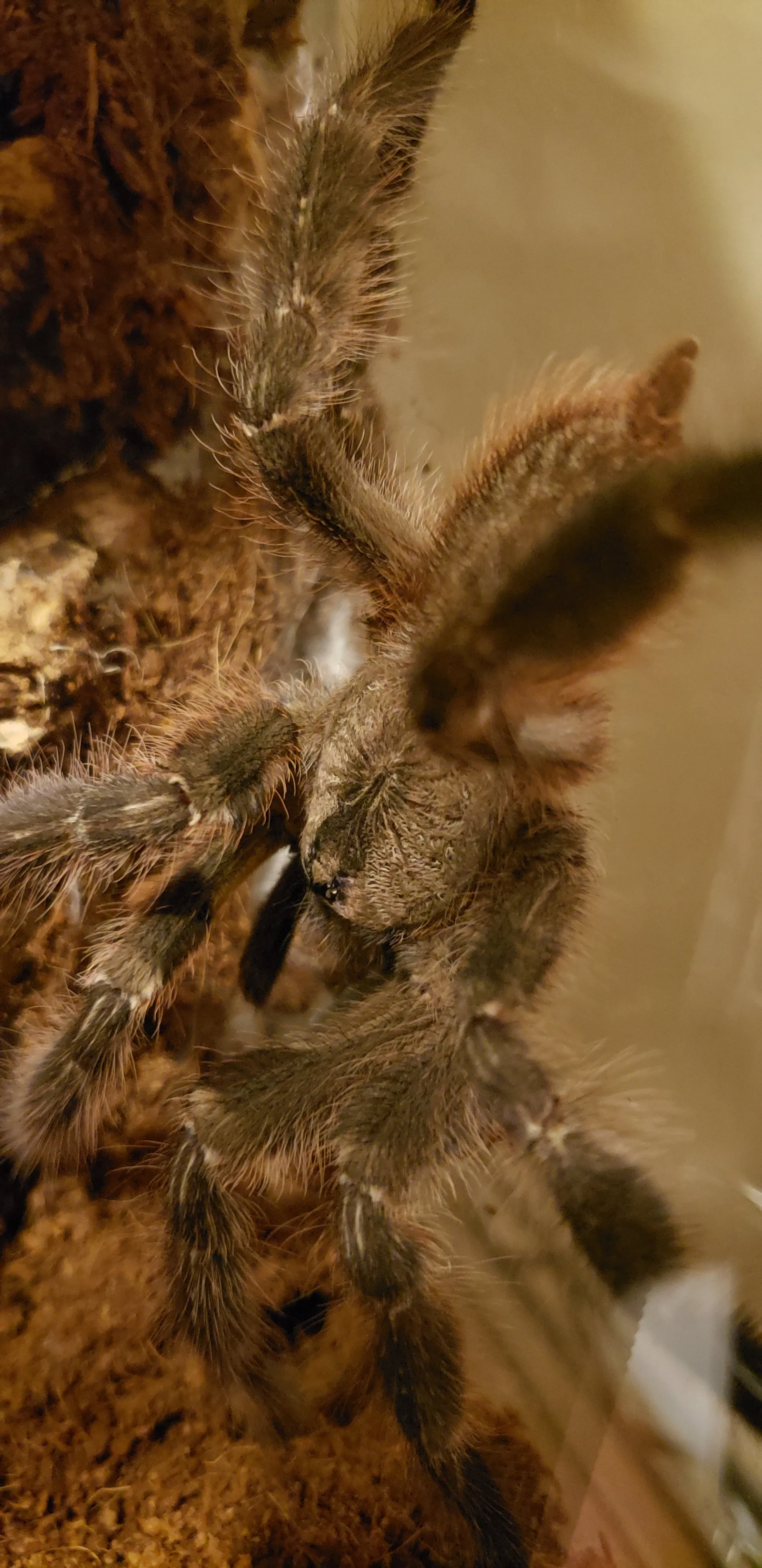 16008 regalis tarantula feeding
