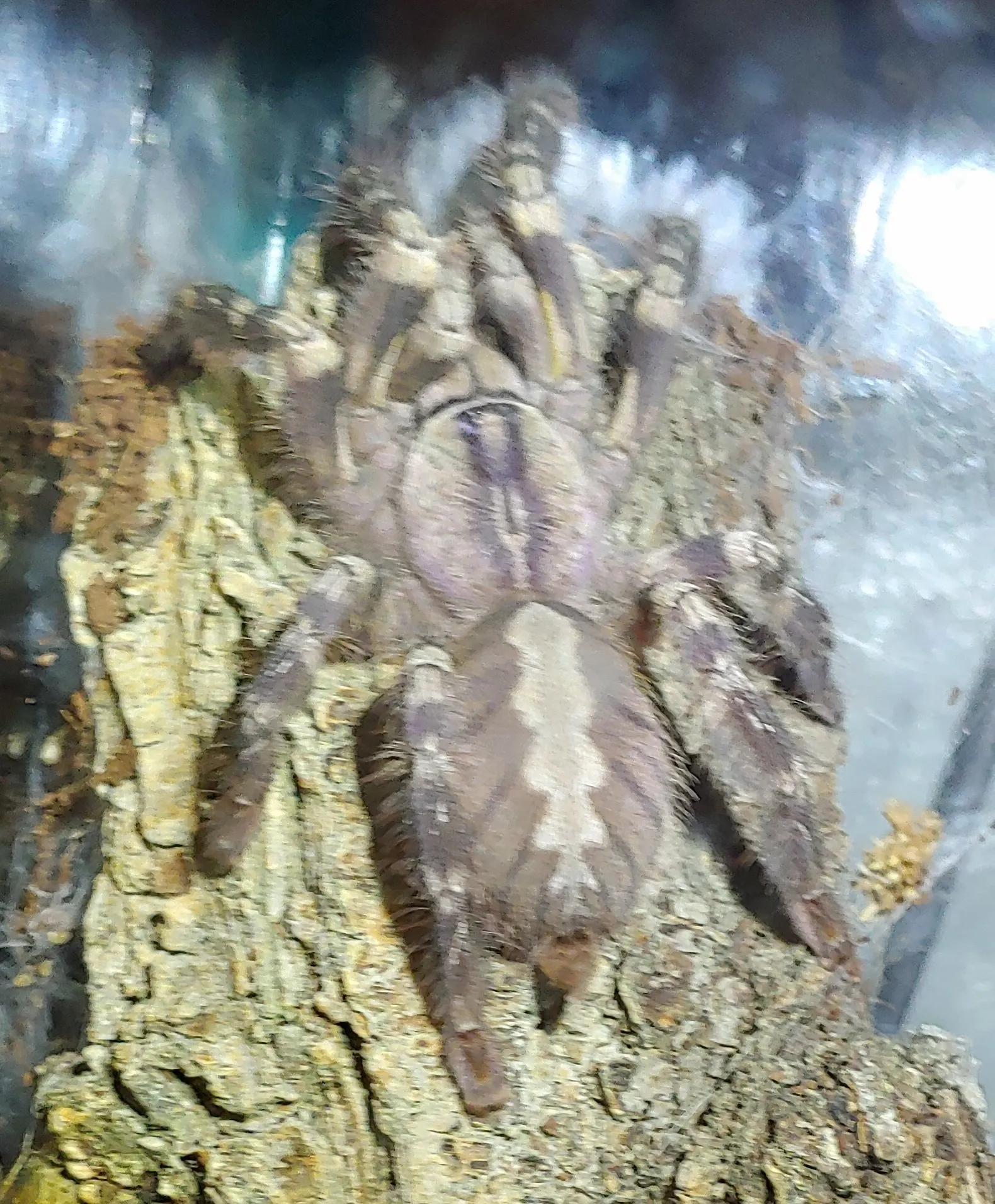 16008 regalis tarantula habitat