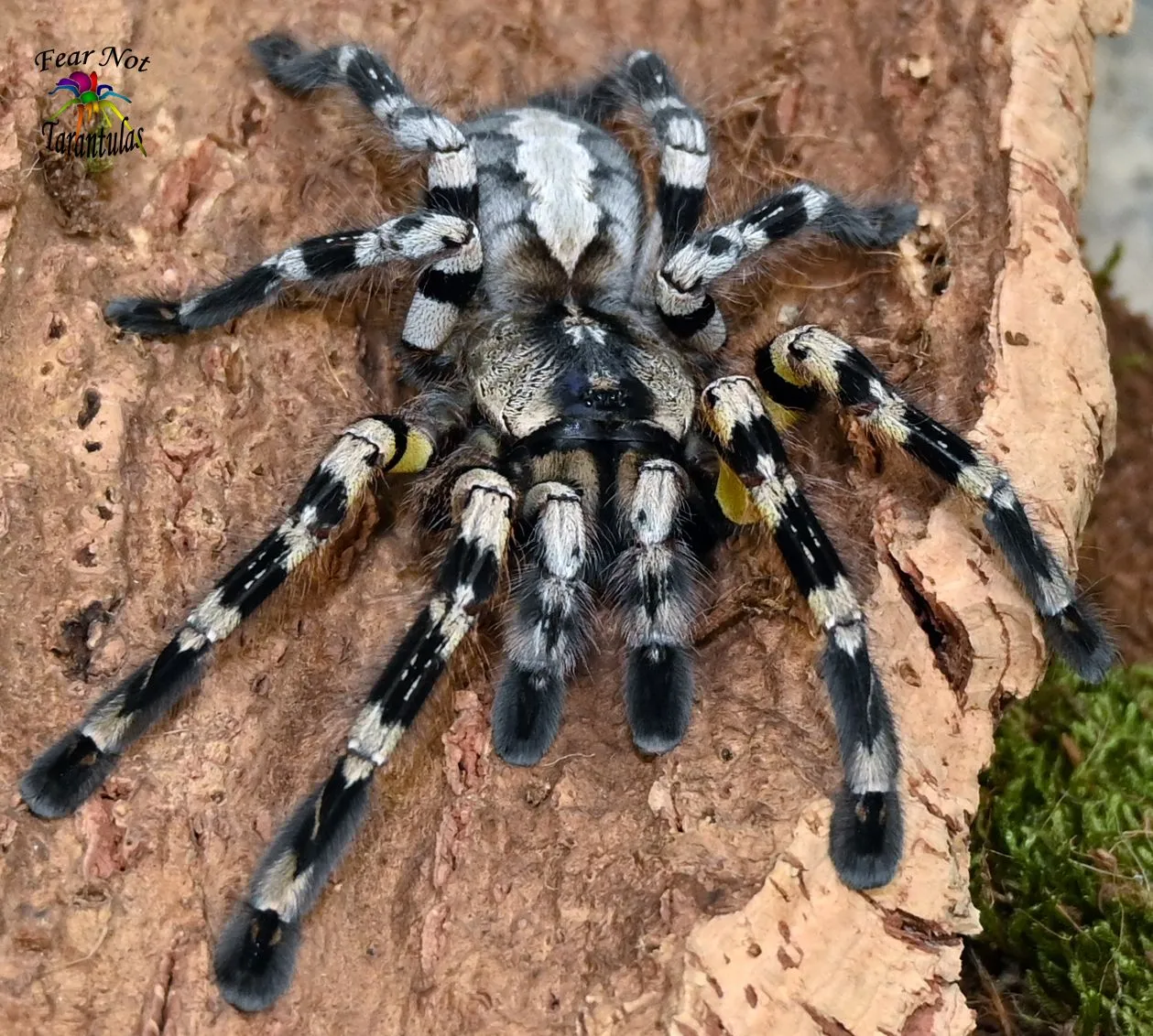 16008 regalis tarantula handling