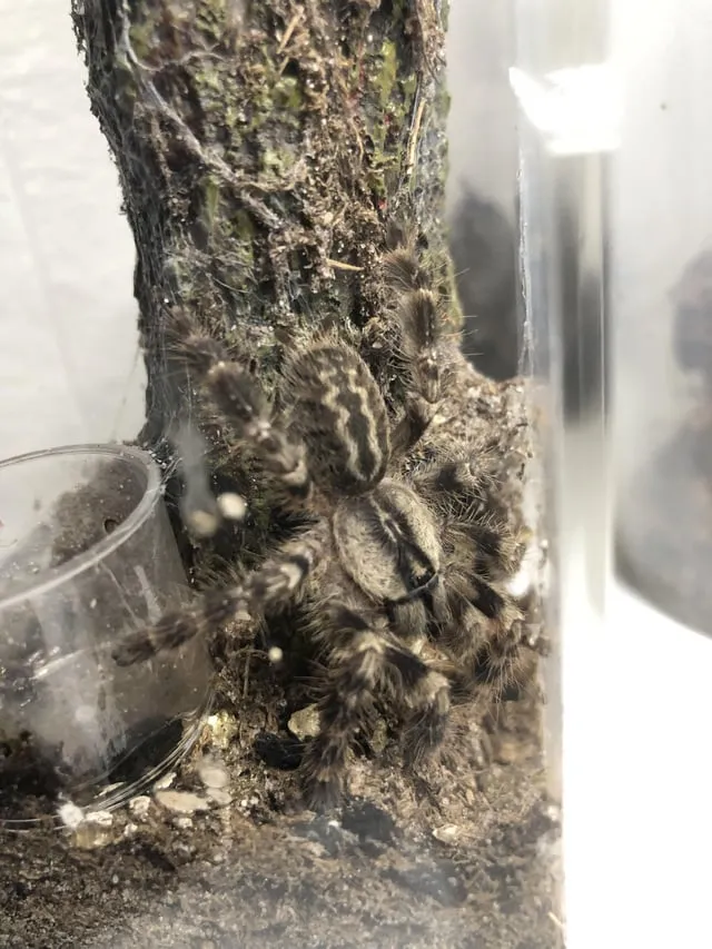 16008 regalis tarantula molting