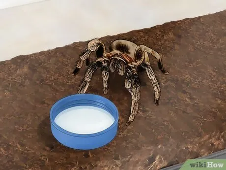 16011 tarantula eating cricket
