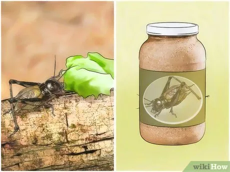 16011 tarantula healthy