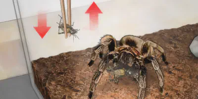 /img/16011-tarantula-species.webp