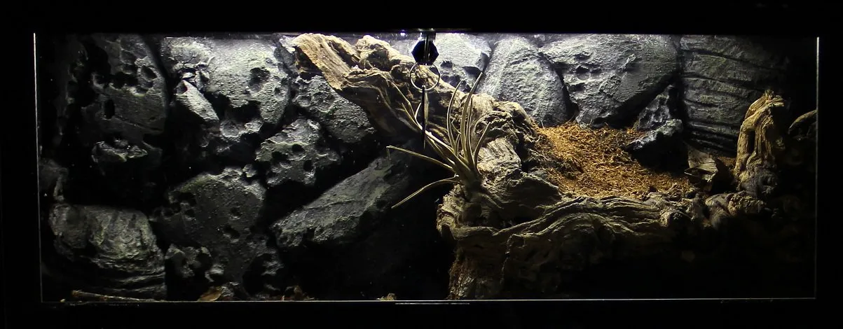 16012 tarantula enclosure cleaning