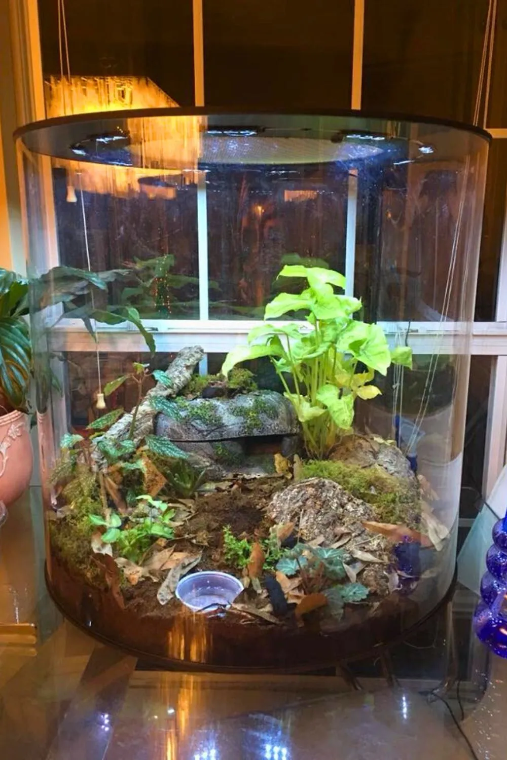 16012 tarantula size enclosure