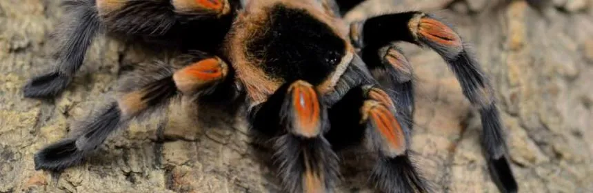 16013 mexican red knee tarantula main
