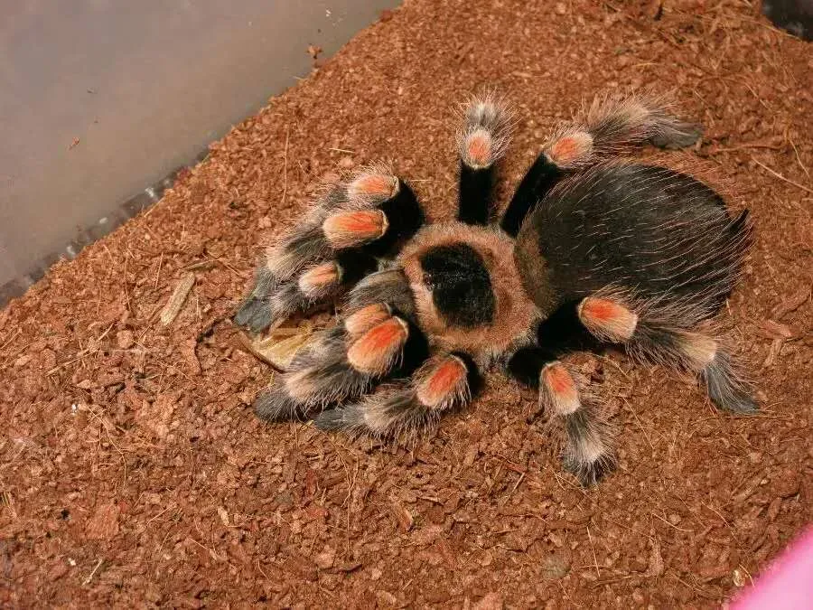 16013 red knee tarantula markings