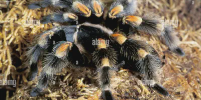 /img/16013-red-knee-tarantula-spiderlings.webp