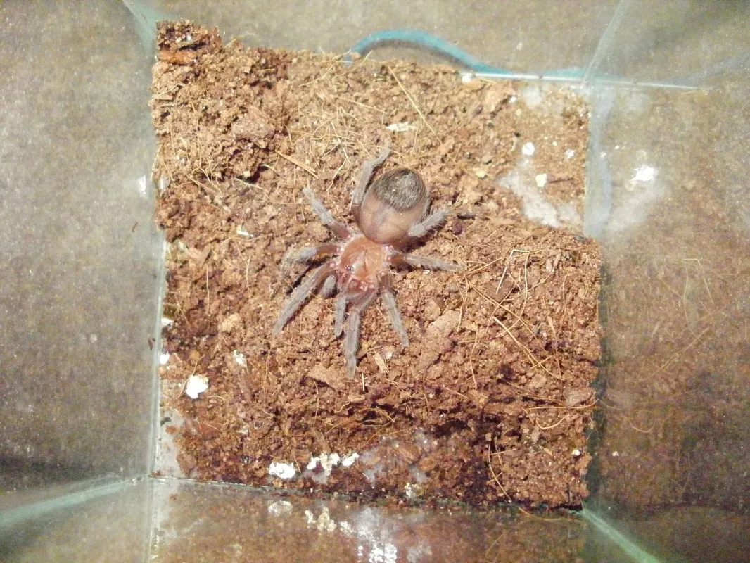 16015 red rump tarantula feeding