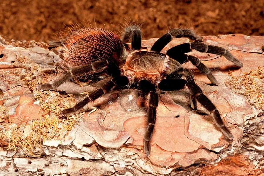 16015 red rump tarantula handling