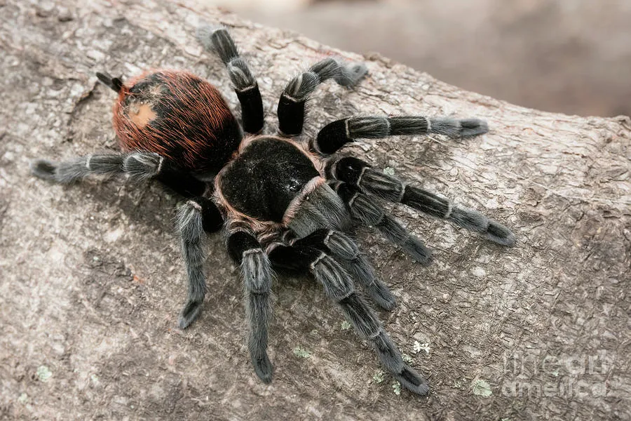 16015 red rump tarantula substrate