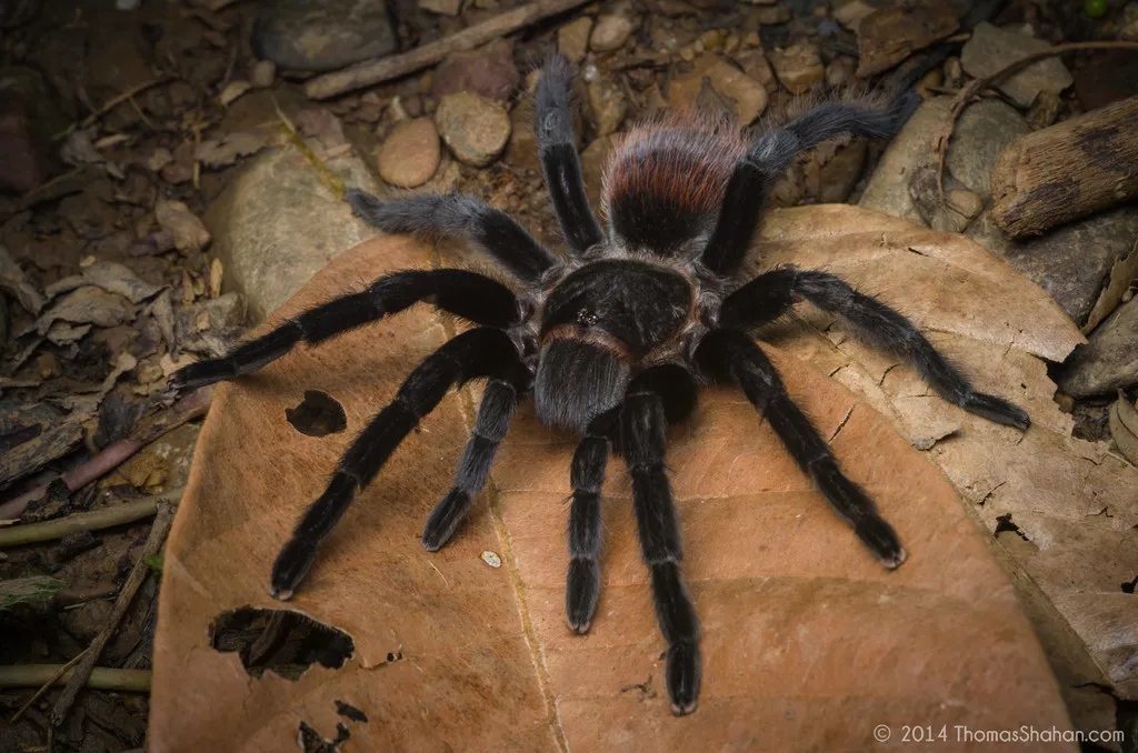 /img/16015-red-rump-tarantula-water-dish.webp