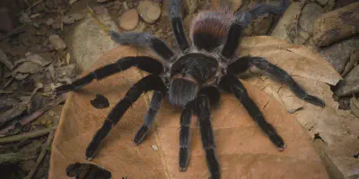 /img/16015-red-rump-tarantula-water-dish.webp