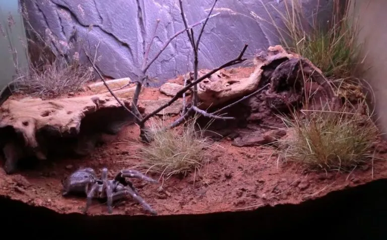 16016 tarantula enclosure ks2 1