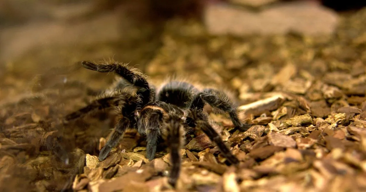 16016 tarantula enclosure ks2 4