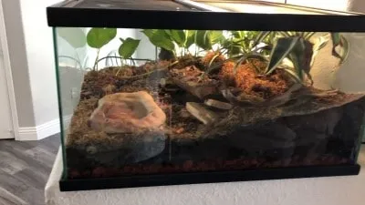 16016 tarantula enclosure ks2 6