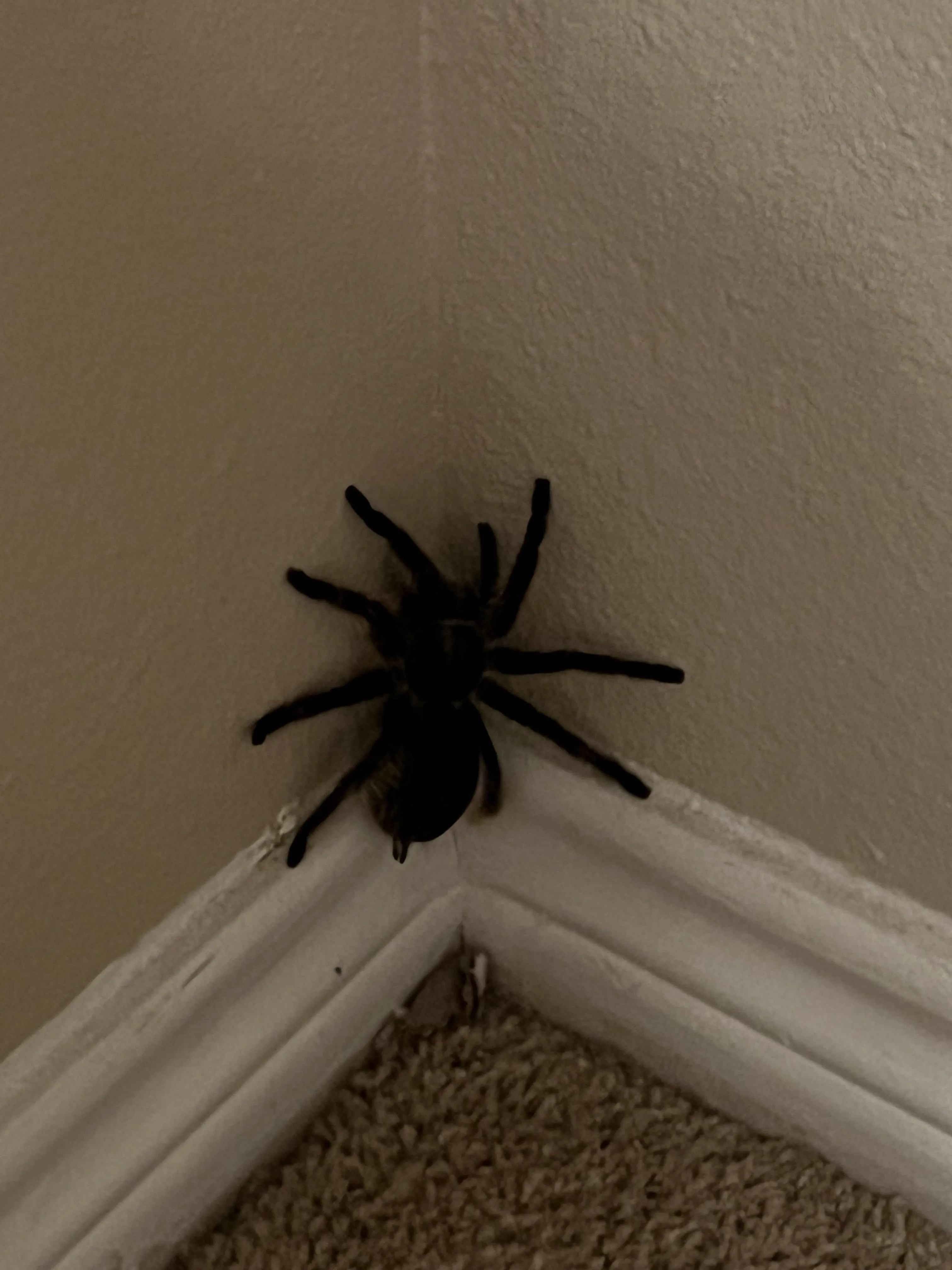 16018 tarantula enclosure