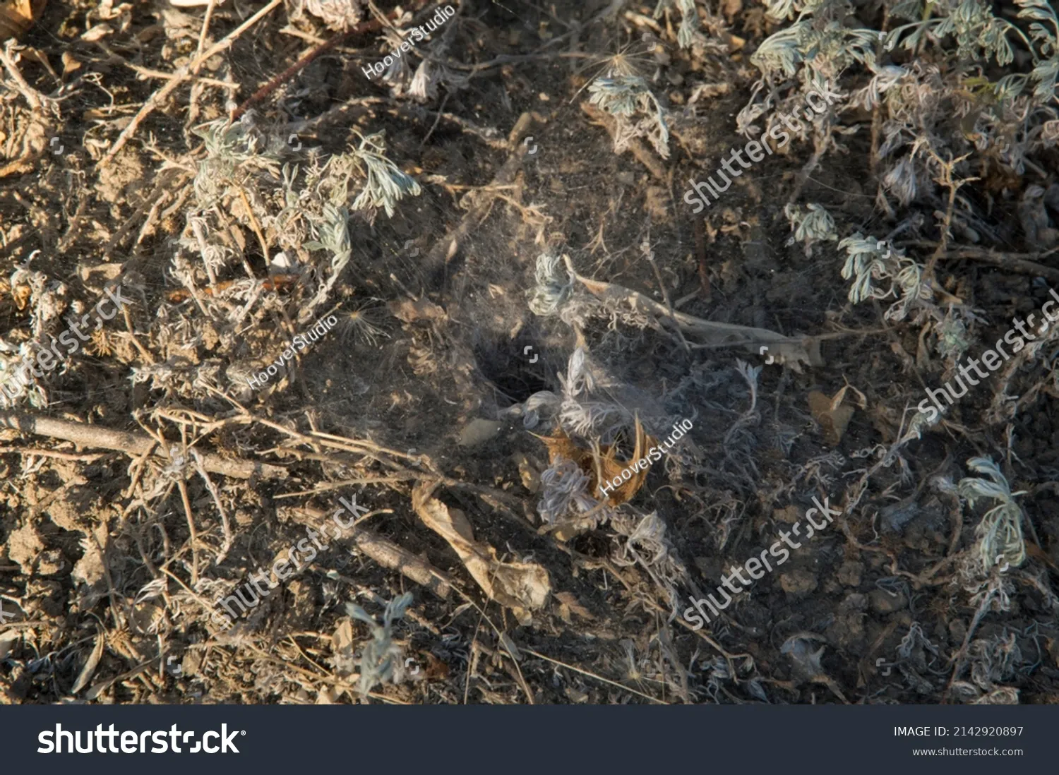 16018 tarantula feeding