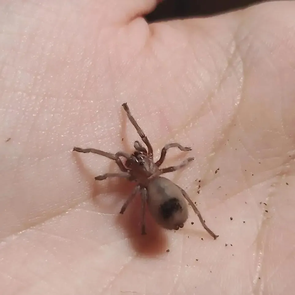 16018 tarantula health