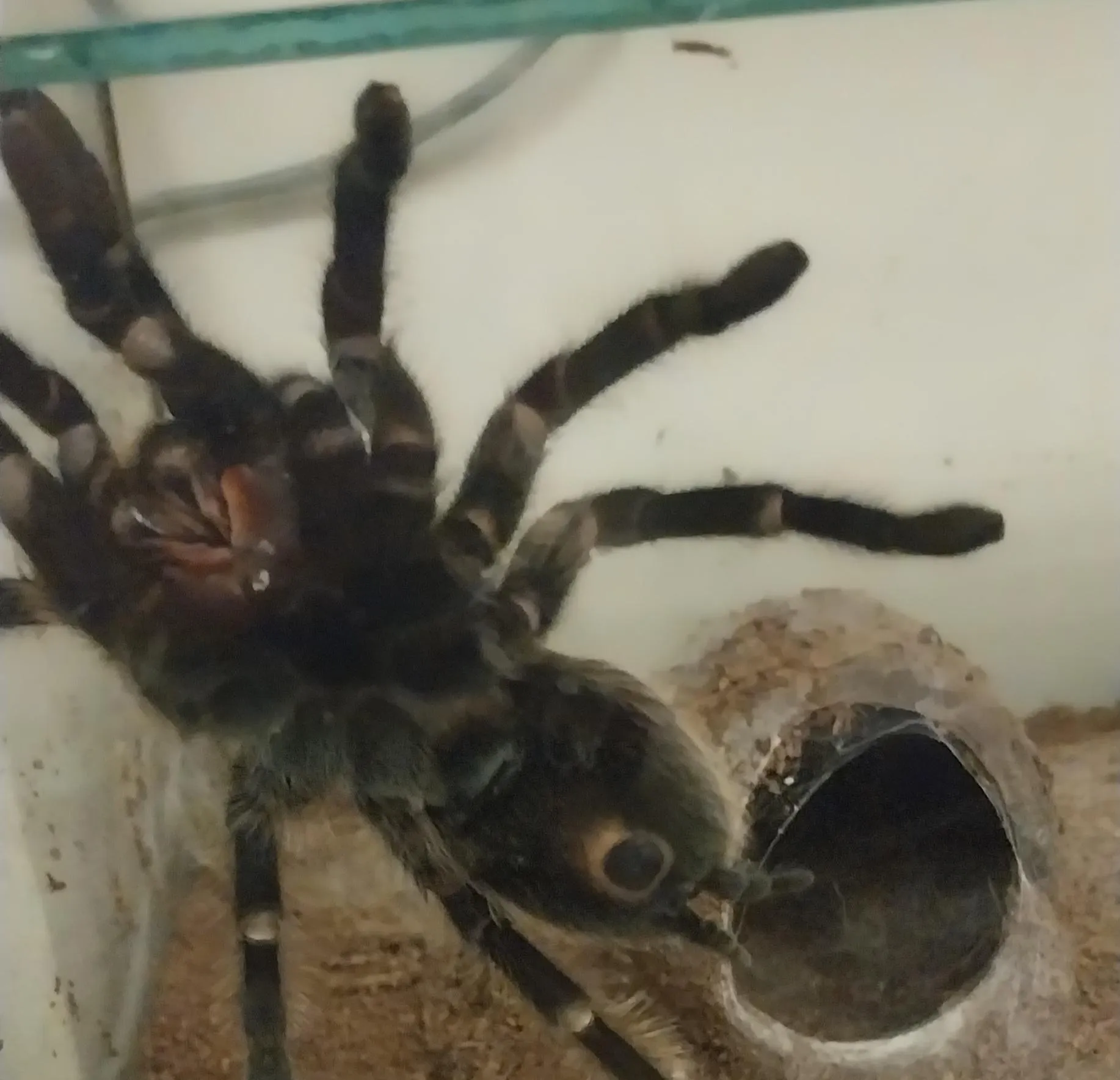 16018 tarantula molting