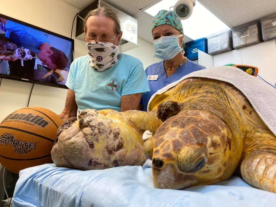 16020 tarantula preventive care