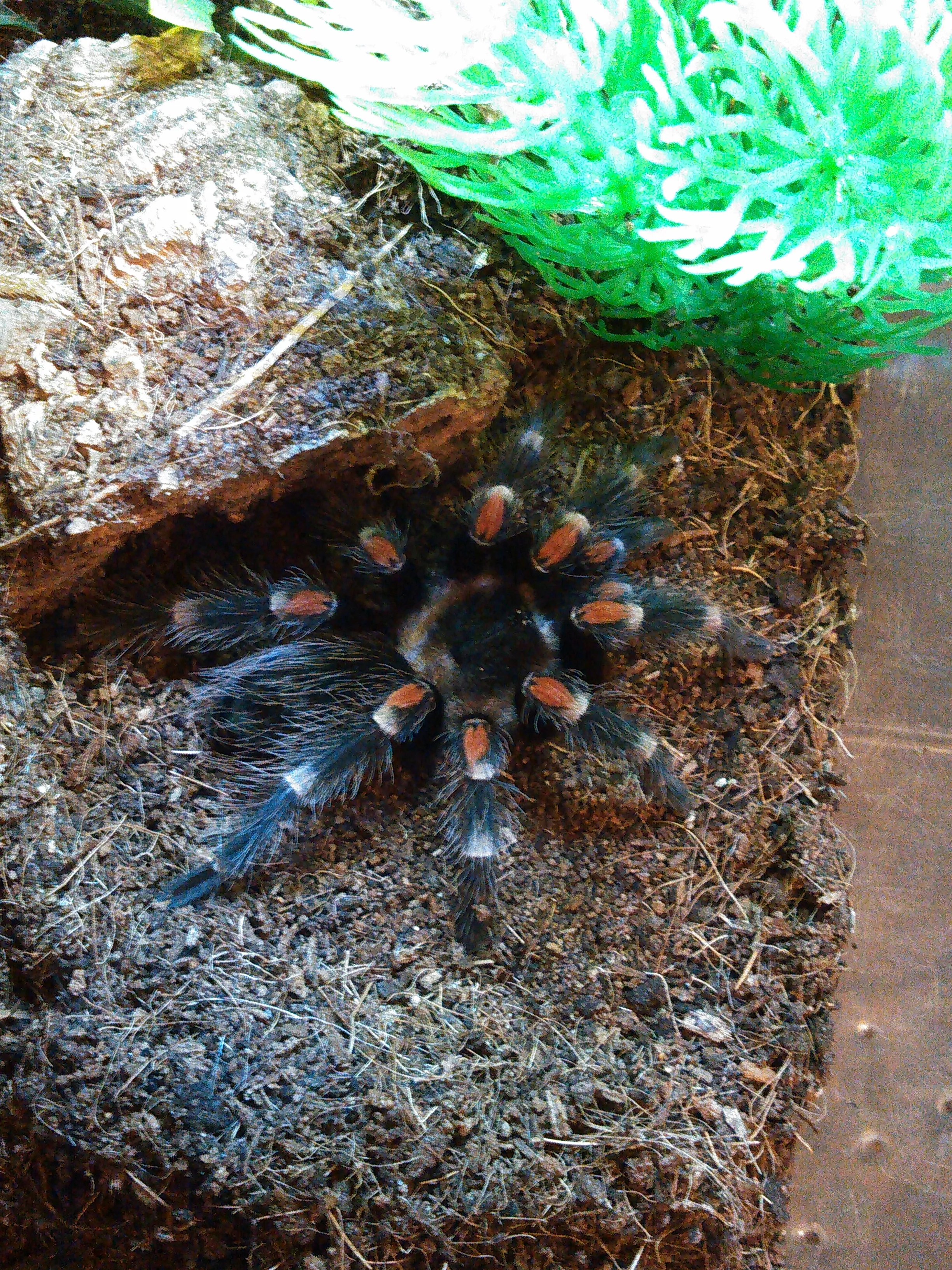 16021 auratum tarantula feeding