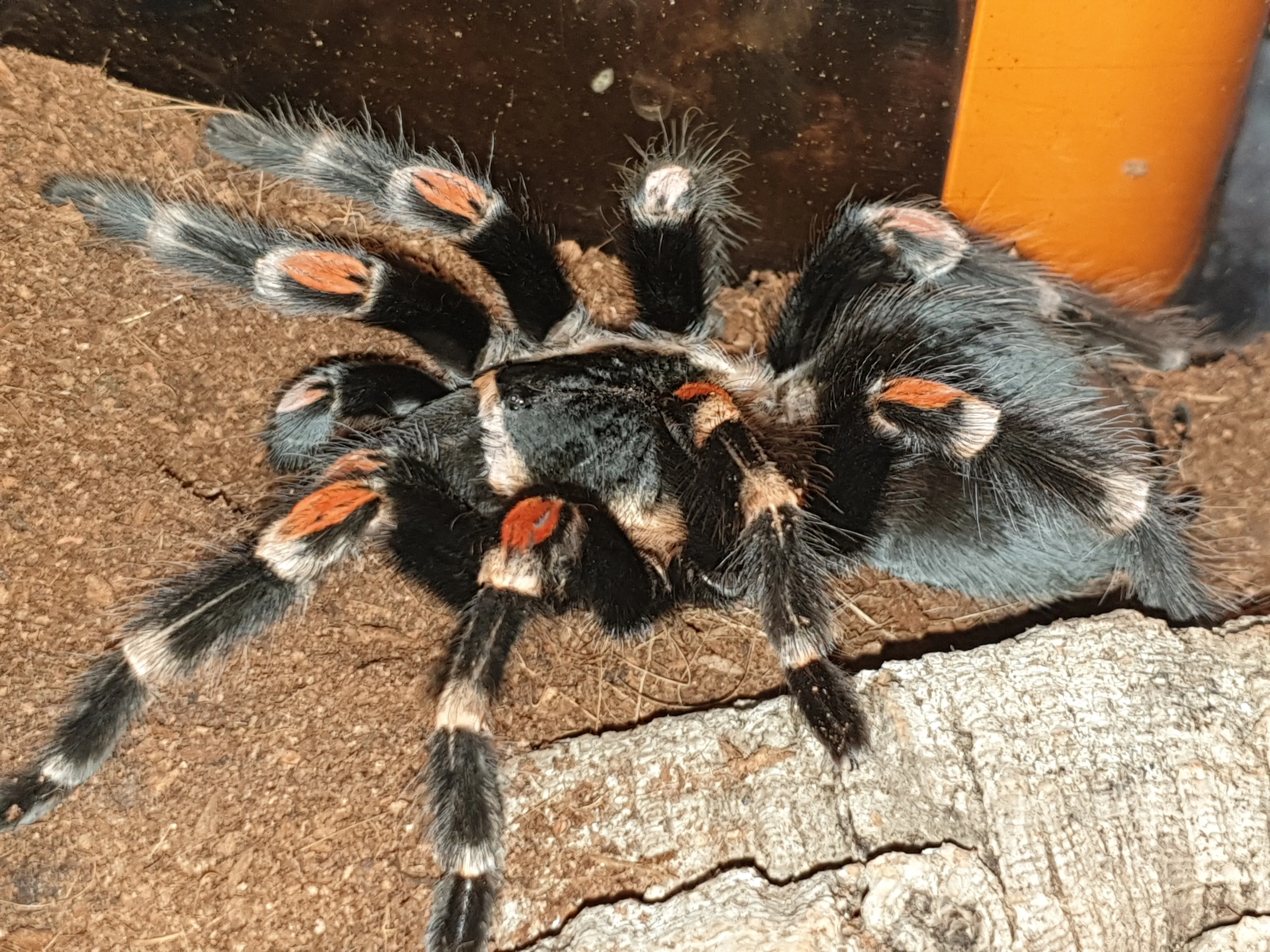 16021 auratum tarantula genetics