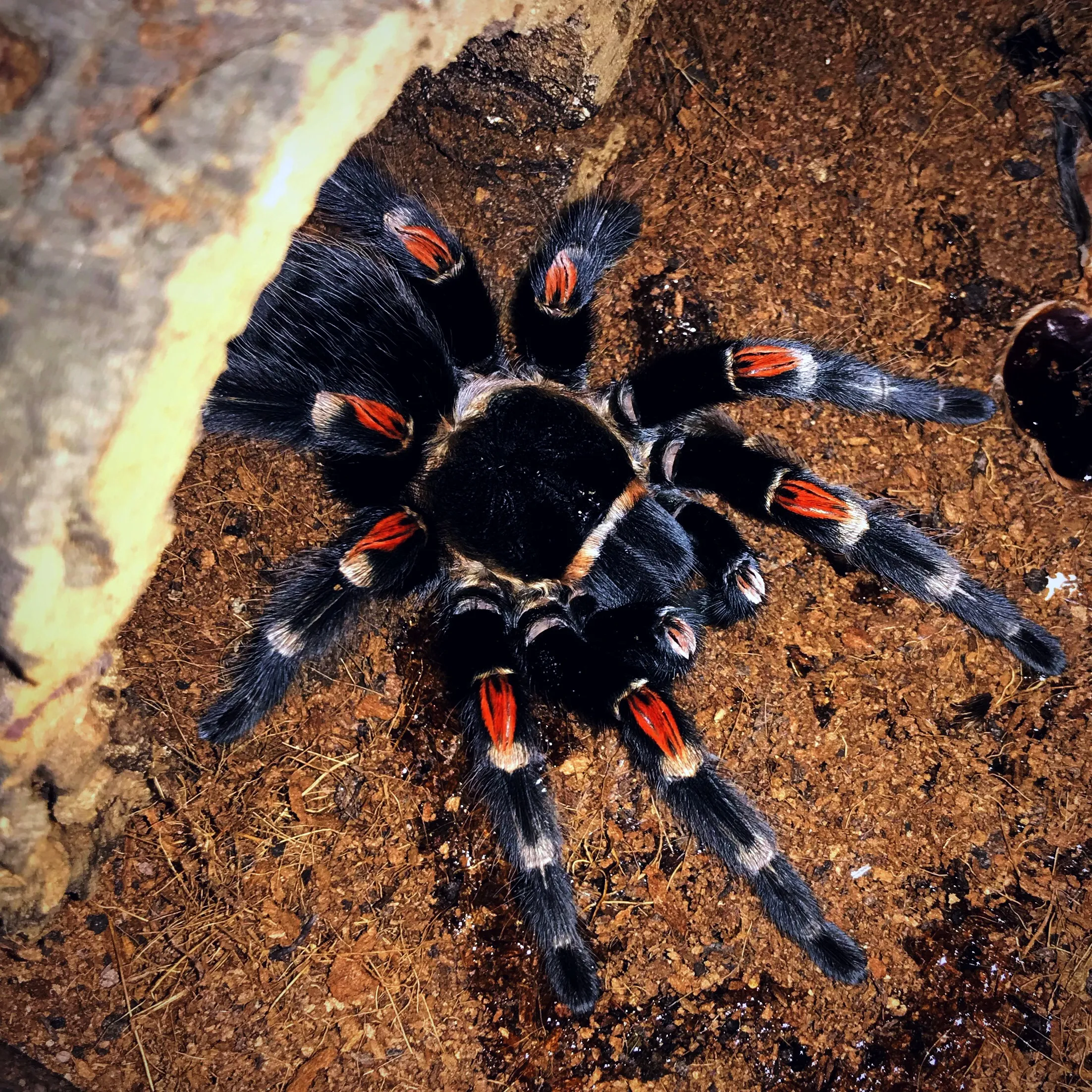 /img/16021-auratum-tarantula-growth.webp
