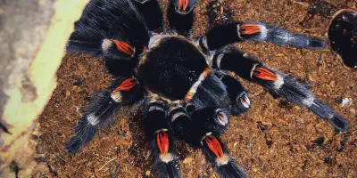 /img/16021-auratum-tarantula-growth.webp