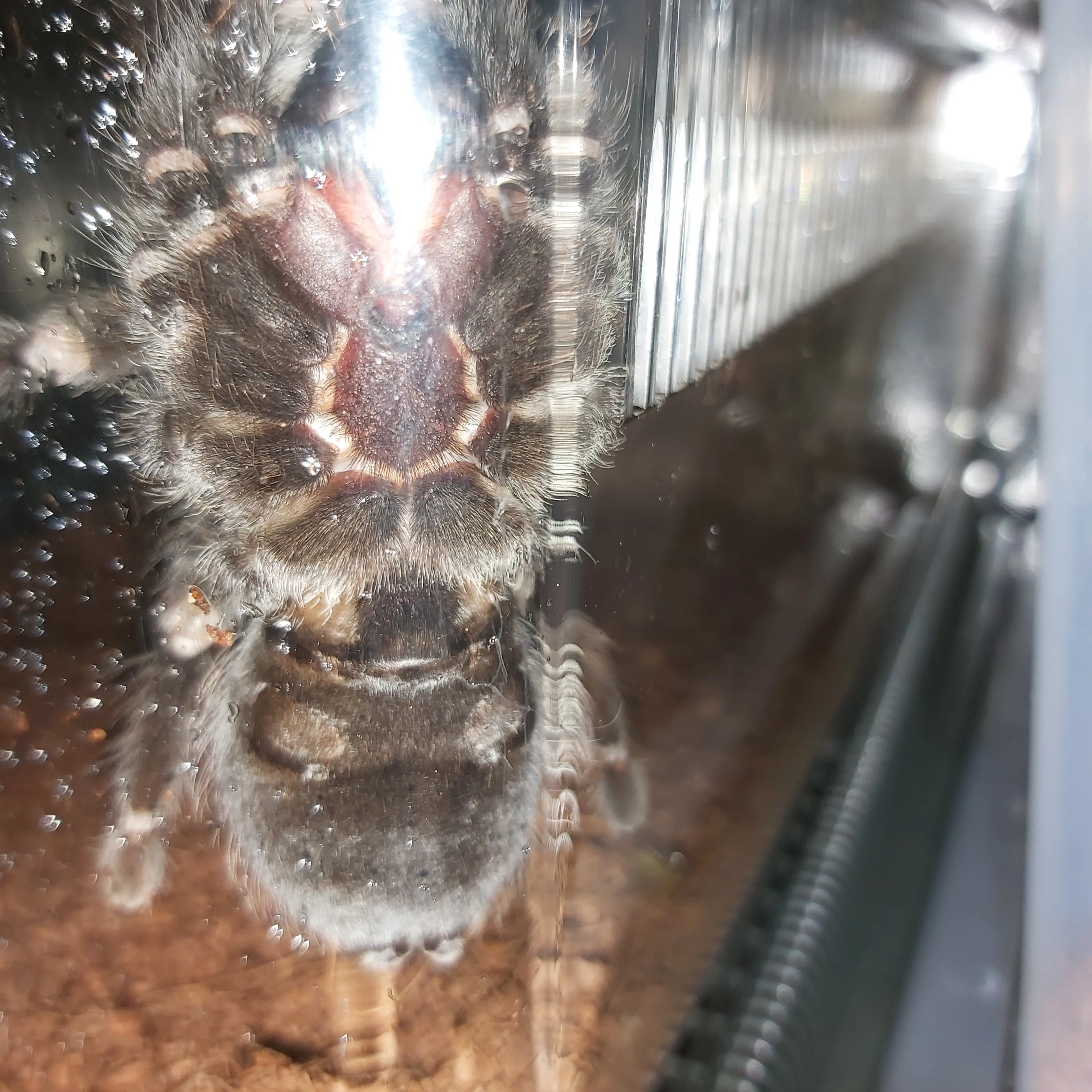 16021 auratum tarantula habitat