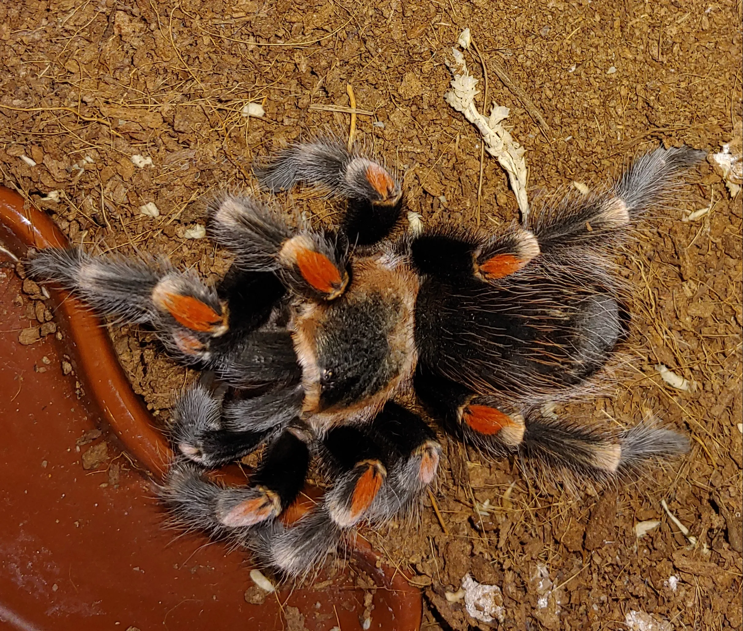 16021 auratum tarantula male female