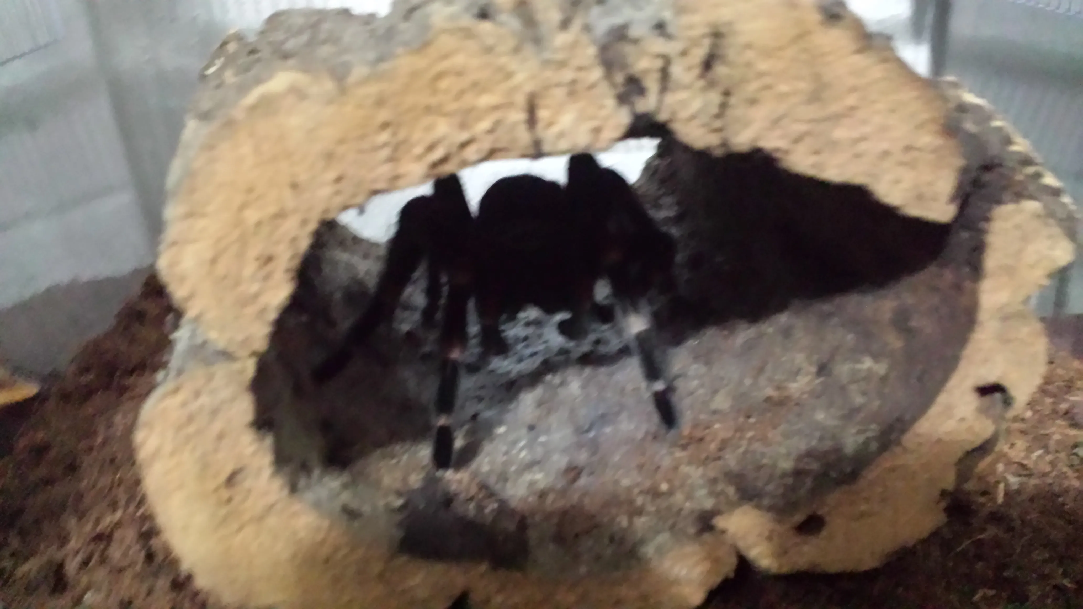 16021 auratum tarantula molting
