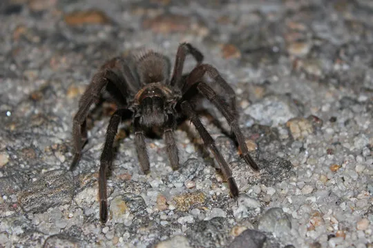 16022 desert tarantula sale