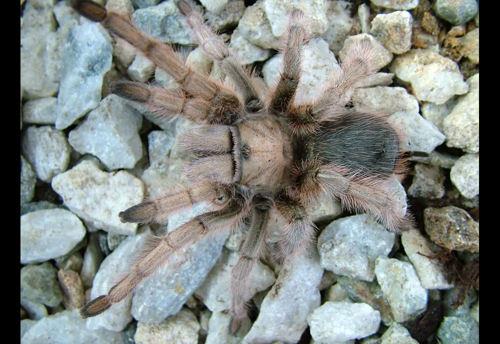 16022 healthy desert tarantula