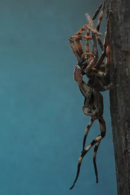 16024 pre molting tarantula