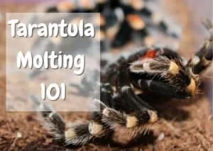 /img/16024-tarantula-lost-limb.webp