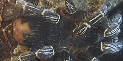 /img/16025-striped-knee-tarantula-cleaning.webp