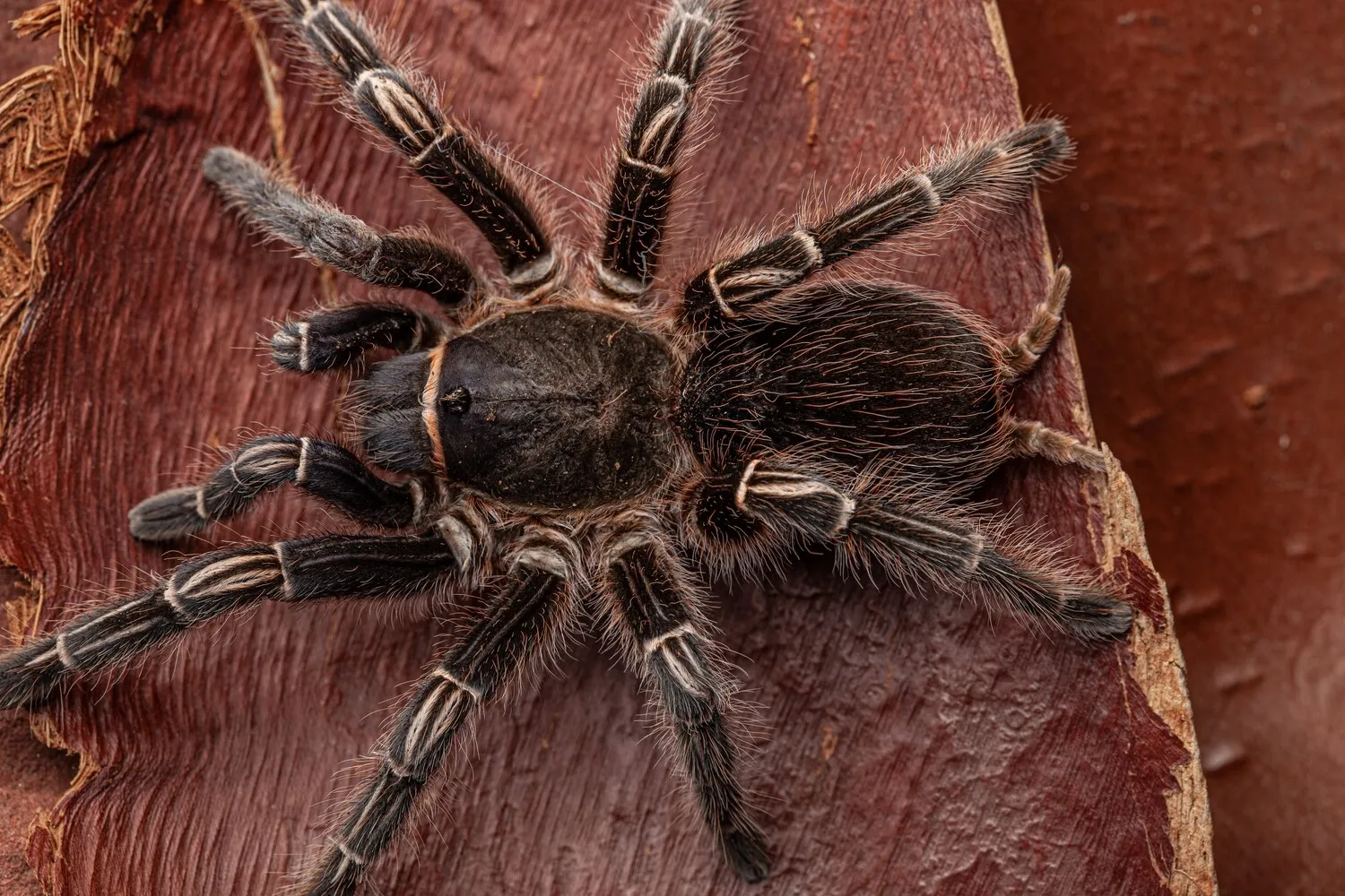 16025 striped knee tarantula substrate