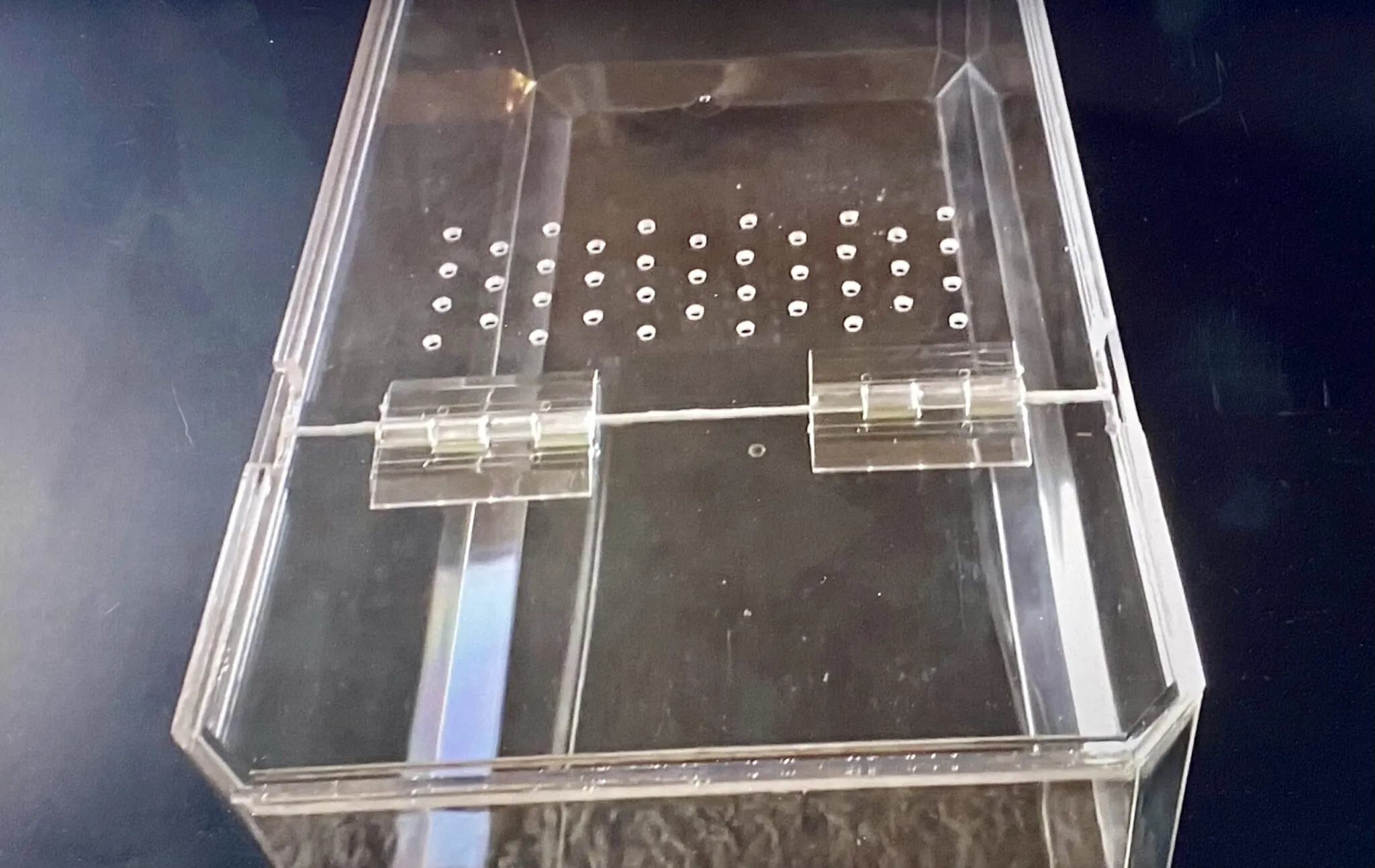 16026 tarantula hide