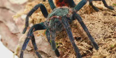 /img/16028-gbb-tarantula-cleaning.webp