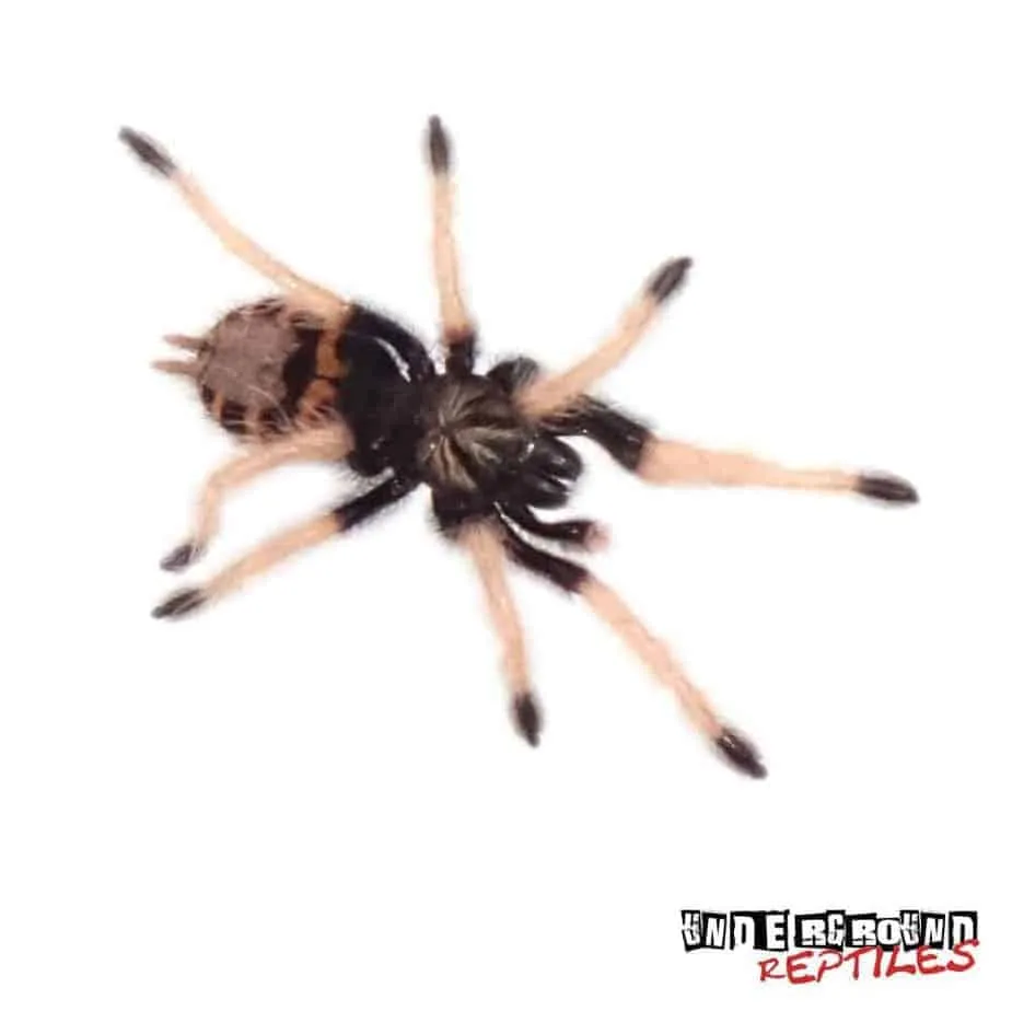 16028 gbb tarantula ventilation