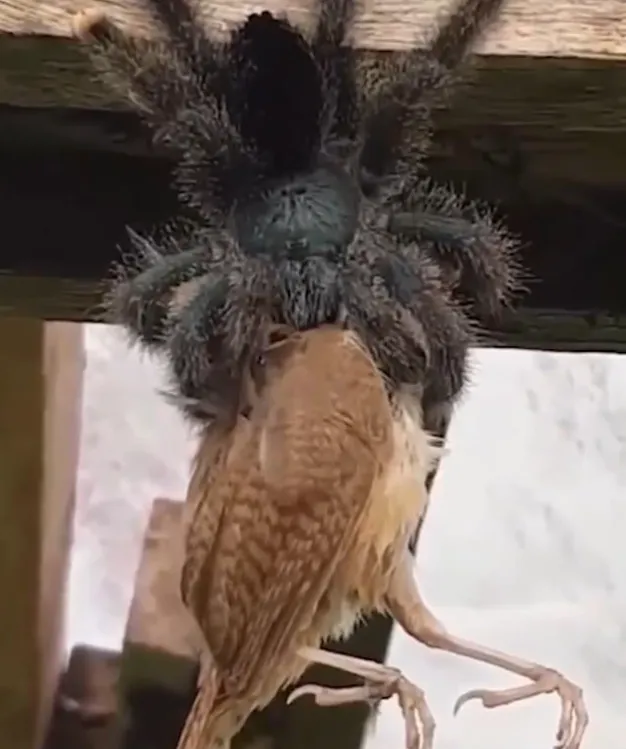 16029 cooking tarantula