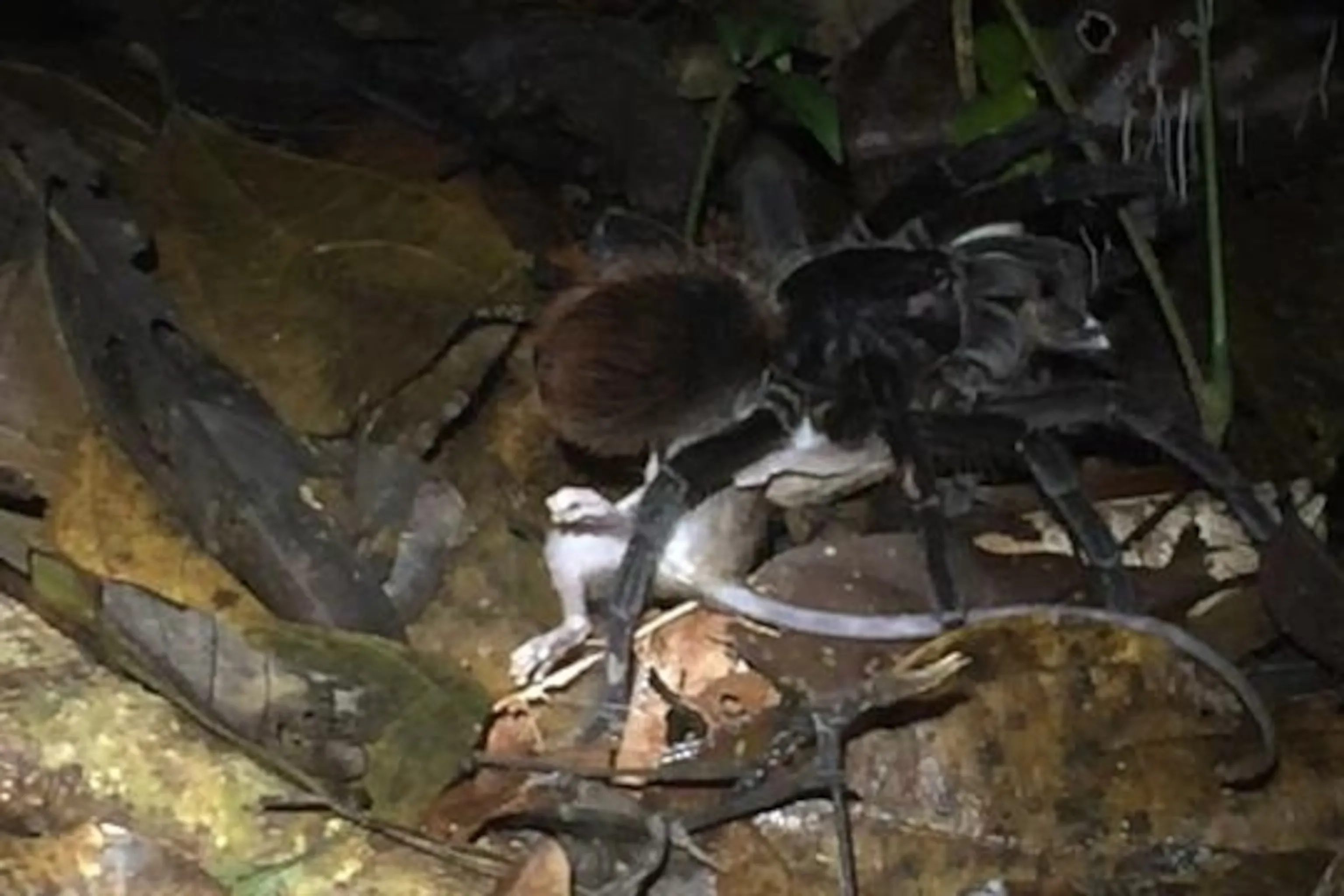 16029 spider handling