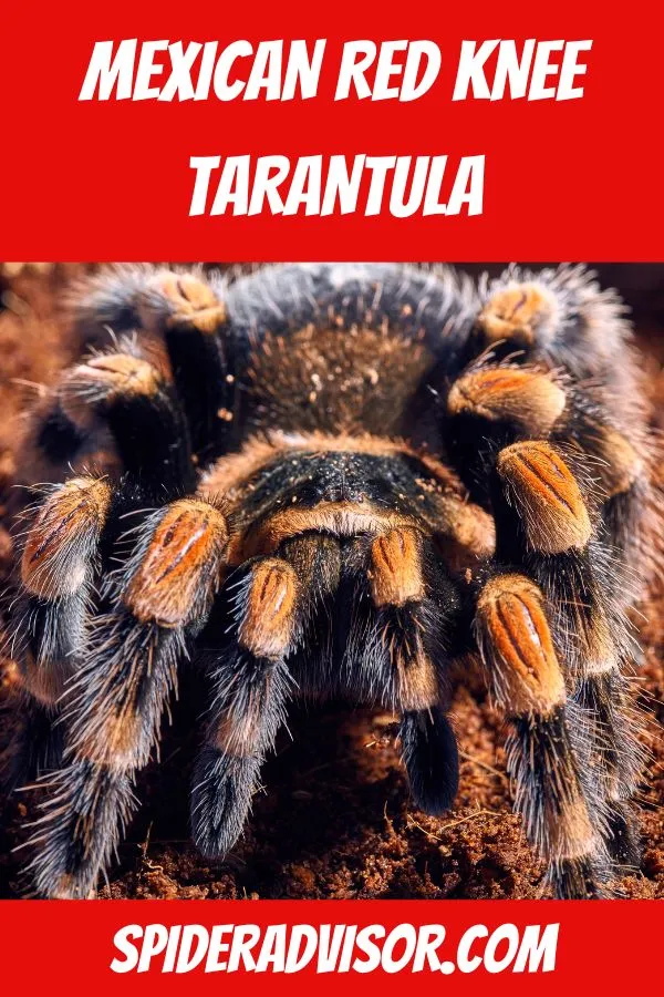 16031 red knee tarantula behavior