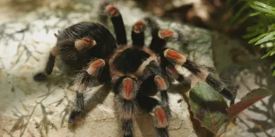/img/16031-red-knee-tarantula-molting.webp