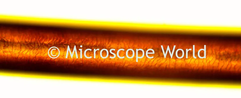 16034 sensory hair tarantula