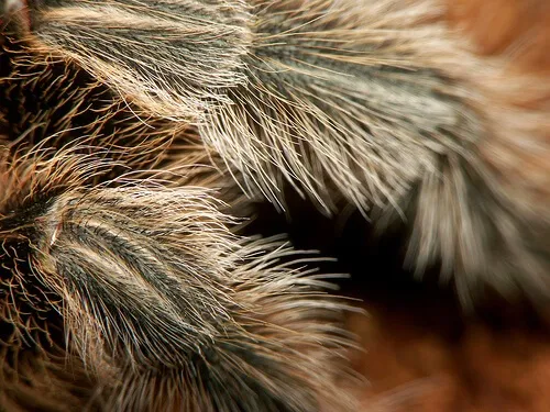 16034 tarantula hair magnification