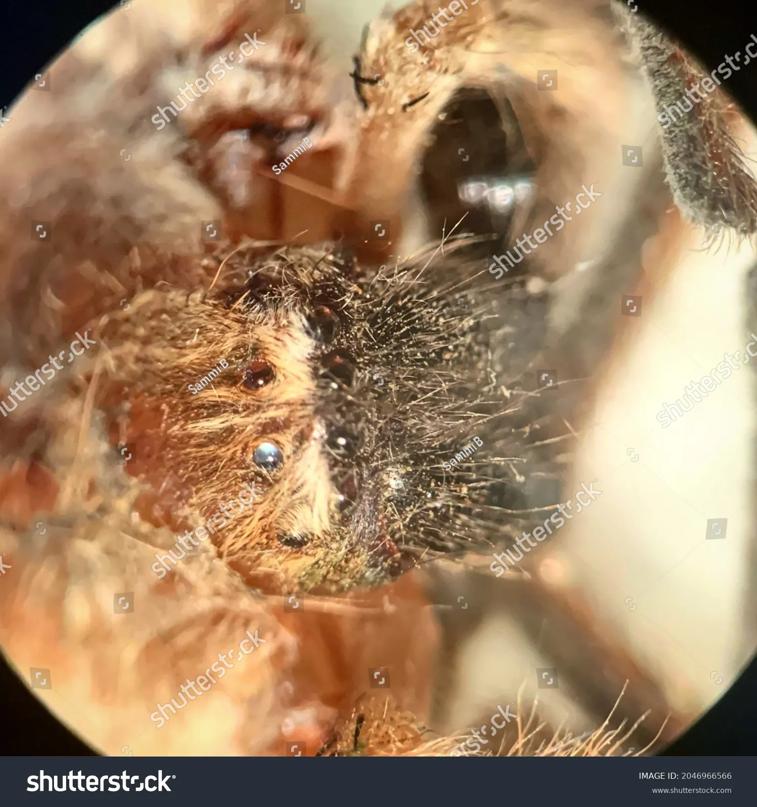 16034 tarantula hair microscope 1