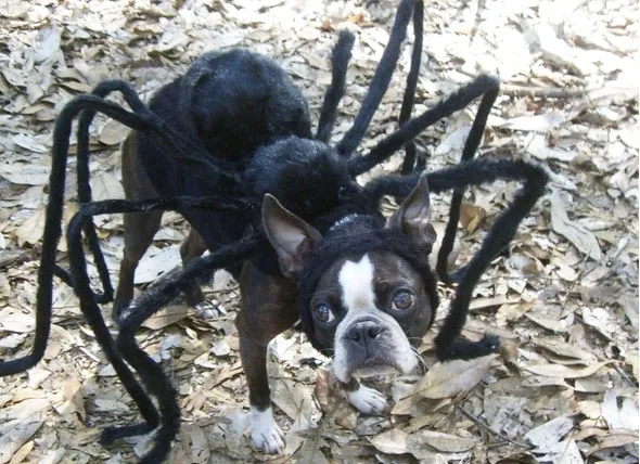 /img/16037-dog-tarantula-costume-xl-6.webp